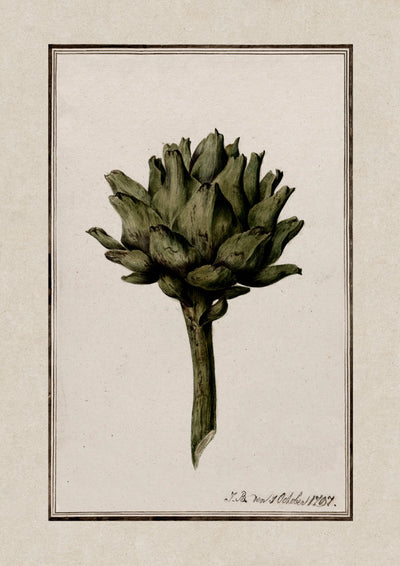 Illustration of artichoke