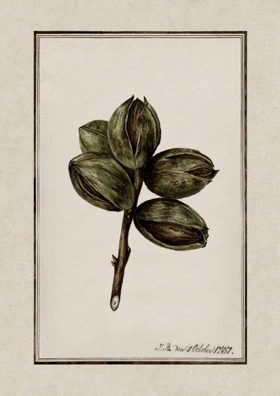 Pistachio plant illustration