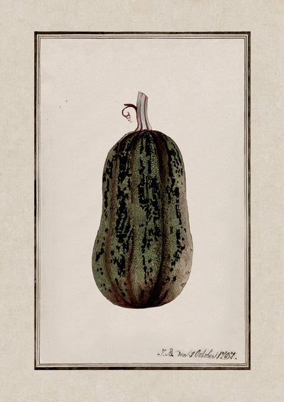 Illustration of a marrow